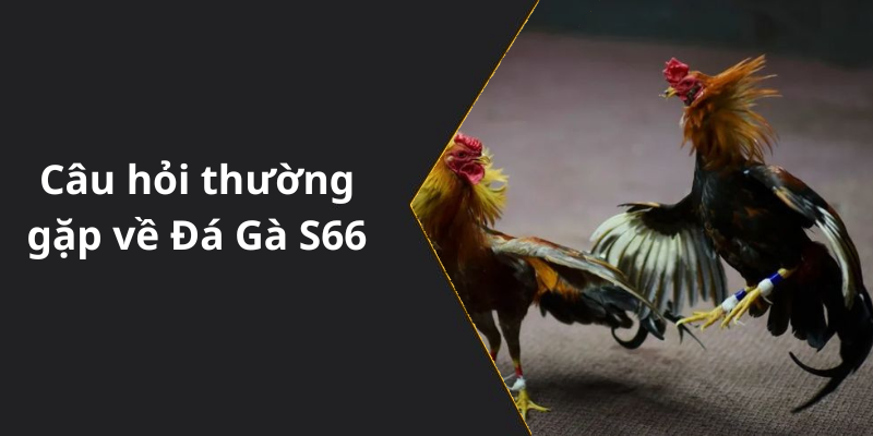 Câu hỏi thường gặp về Đá Gà S66