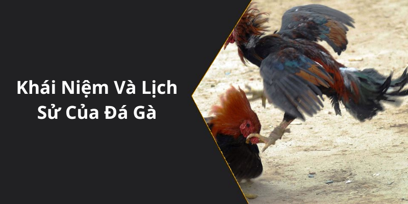 Khái Niệm Và Lịch Sử Của Đá Gà