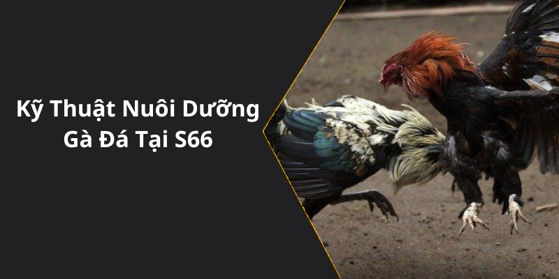 Kỹ Thuật Nuôi Dưỡng Gà Đá Tại S66