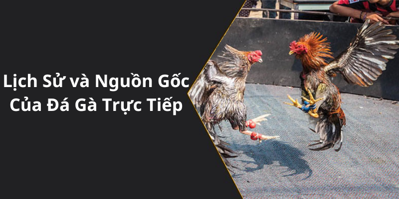 Lịch Sử và Nguồn Gốc Của Đá Gà Trực Tiếp