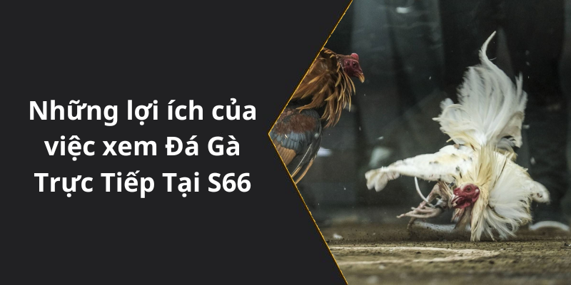 Những lợi ích của việc xem Đá Gà Trực Tiếp Tại S66