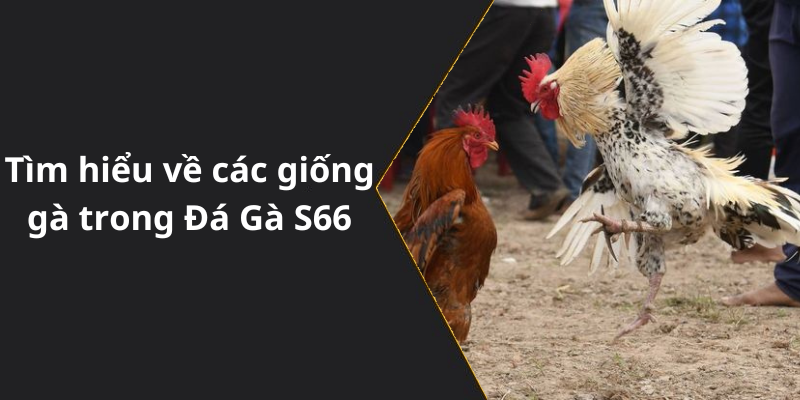 Tìm hiểu về các giống gà trong Đá Gà S66