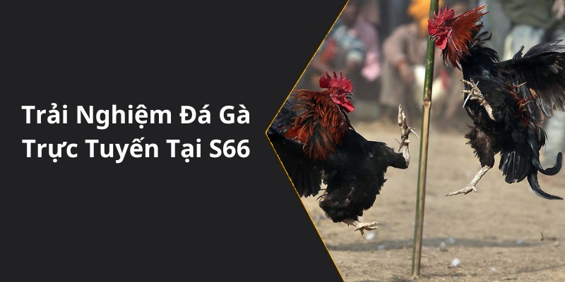 Trải Nghiệm Đá Gà Trực Tuyến Tại S66