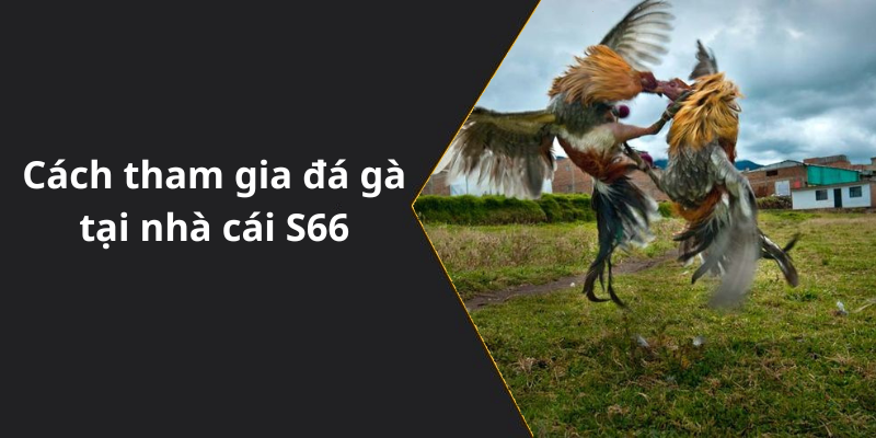 Cách tham gia đá gà tại nhà cái S66