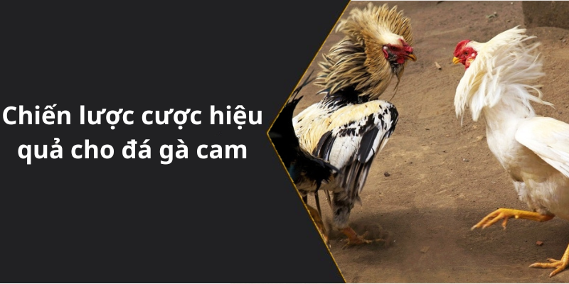 Chiến lược cược hiệu quả cho đá gà cam