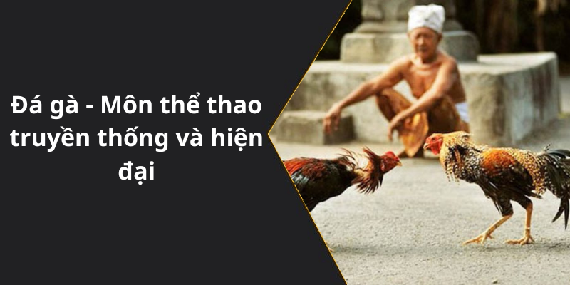 Đá gà - Môn thể thao truyền thống và hiện đại