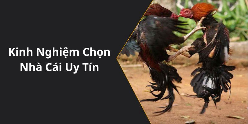Kinh Nghiệm Chọn Nhà Cái Uy Tín