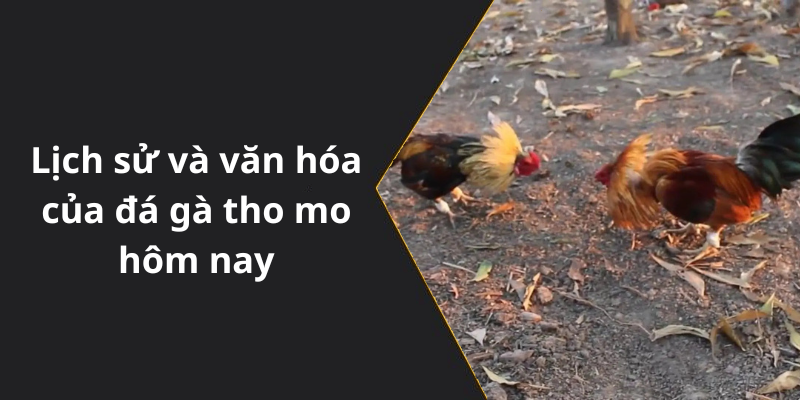 Lịch sử và văn hóa của đá gà tho mo hôm nay