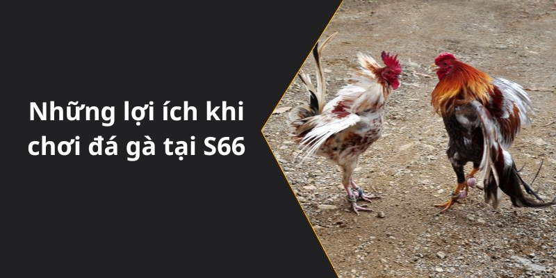 Những lợi ích khi chơi đá gà tại S66