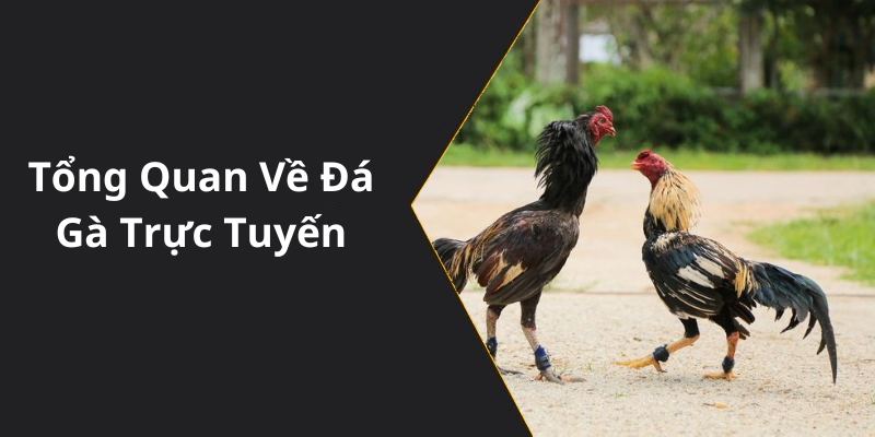 Tổng Quan Về Đá Gà Trực Tuyến tại s66