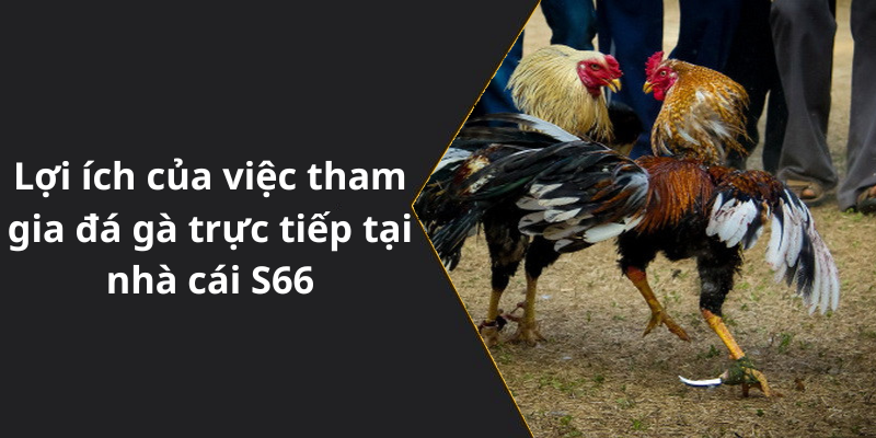 Lợi ích của việc tham gia đá gà trực tiếp tại nhà cái S66