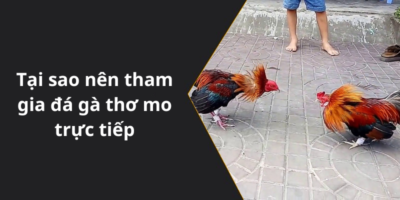 Tại sao nên tham gia đá gà thơ mo trực tiếp