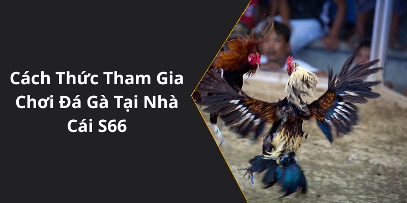 Cách Thức Tham Gia Chơi Đá Gà Tại Nhà Cái S66
