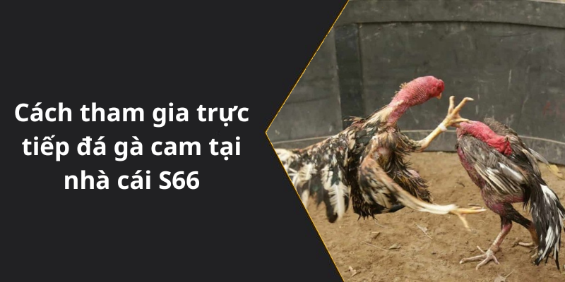 Cách tham gia trực tiếp đá gà cam tại nhà cái S66