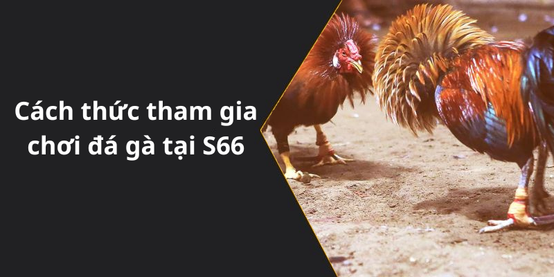 Cách thức tham gia chơi đá gà tại S66