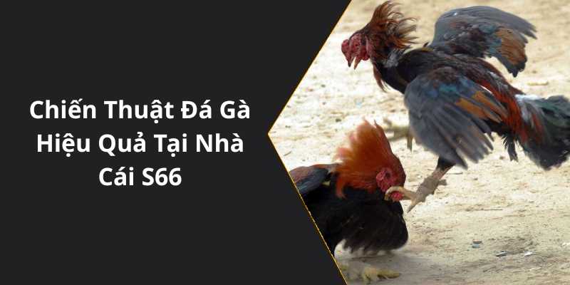 Chiến Thuật Đá Gà Hiệu Quả Tại Nhà Cái S66