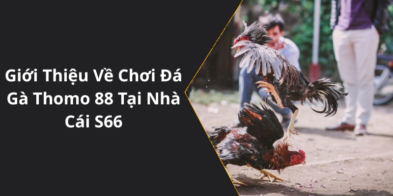 Giới Thiệu Về Chơi Đá Gà Thomo 88 Tại Nhà Cái S66