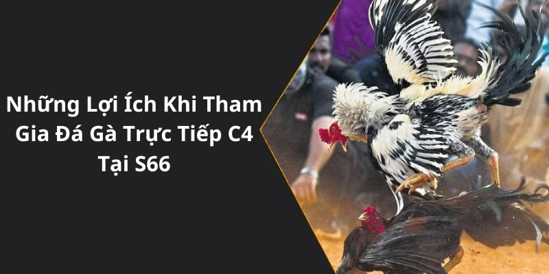 Những Lợi Ích Khi Tham Gia Đá Gà Trực Tiếp C4 Tại S66