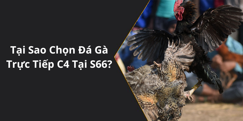 Tại Sao Chọn Đá Gà Trực Tiếp C4 Tại S66