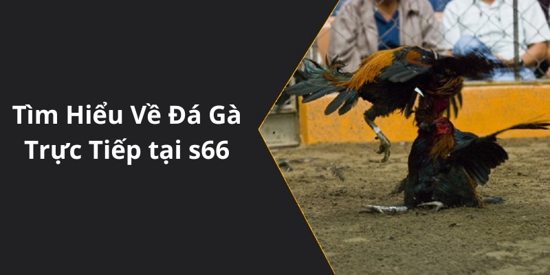 Tìm Hiểu Về Đá Gà Trực Tiếp tại s66