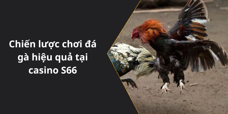 Chiến lược chơi đá gà hiệu quả tại casino S66