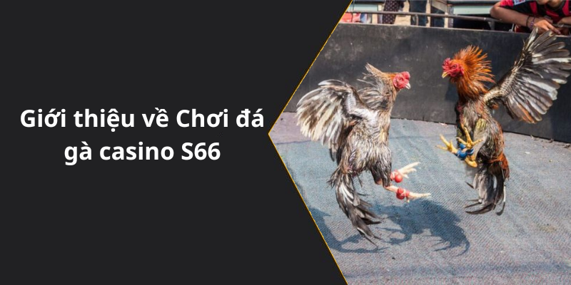 Giới thiệu về Chơi đá gà casino S66