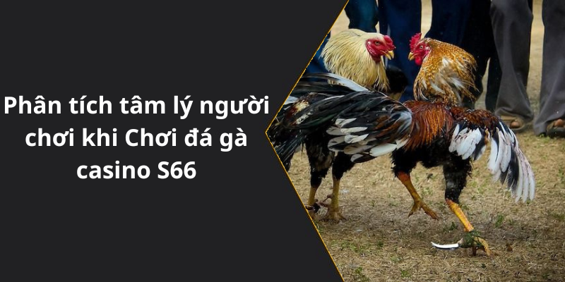 Phân tích tâm lý người chơi khi Chơi đá gà casino S66