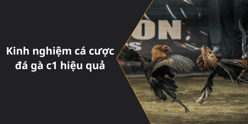 Kinh nghiệm cá cược đá gà c1 hiệu quả