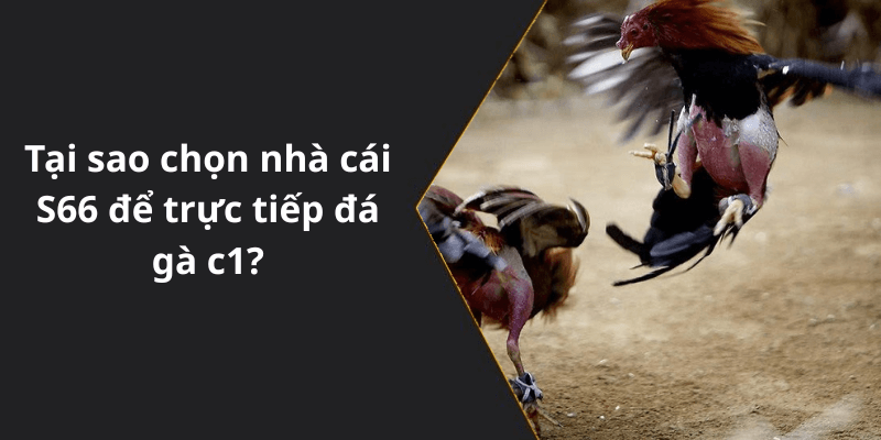 Tại sao chọn nhà cái S66 để trực tiếp đá gà c1