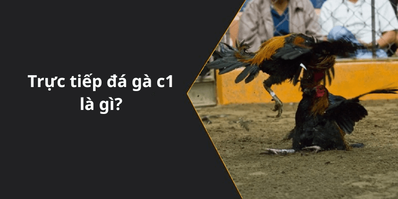 Trực tiếp đá gà c1 là gì
