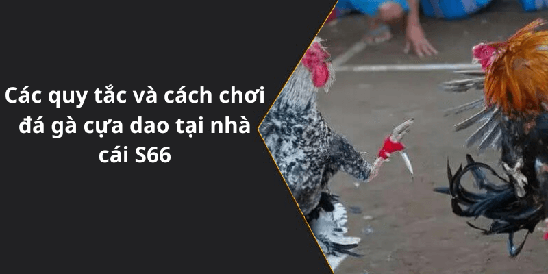 Các quy tắc và cách chơi đá gà cựa dao tại nhà cái S66