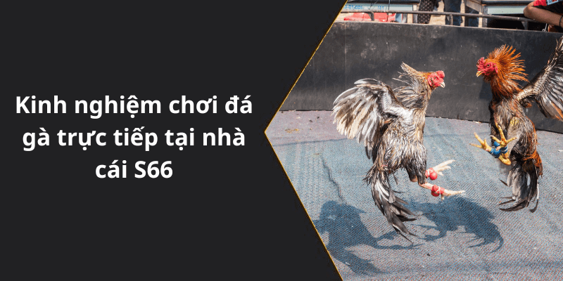 Kinh nghiệm chơi đá gà trực tiếp tại nhà cái S66