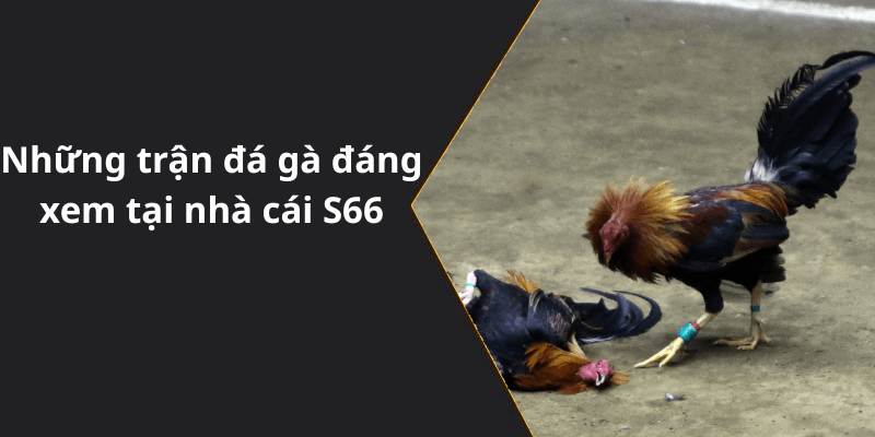 Những trận đá gà đáng xem tại nhà cái S66