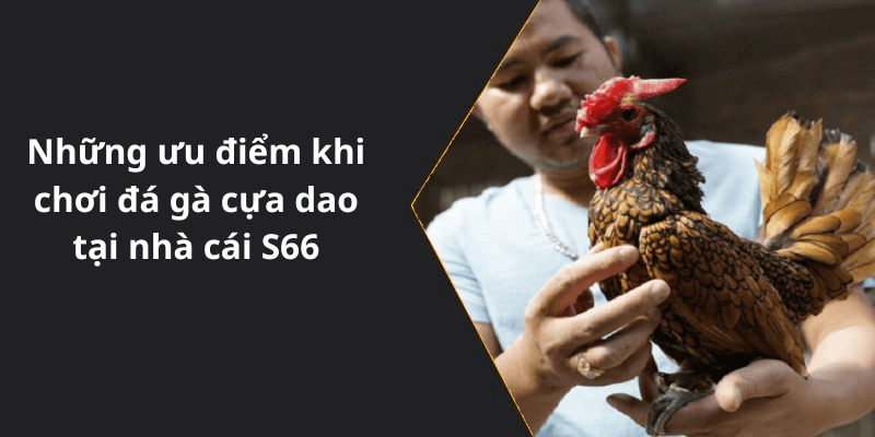 Những ưu điểm khi chơi đá gà cựa dao tại nhà cái S66
