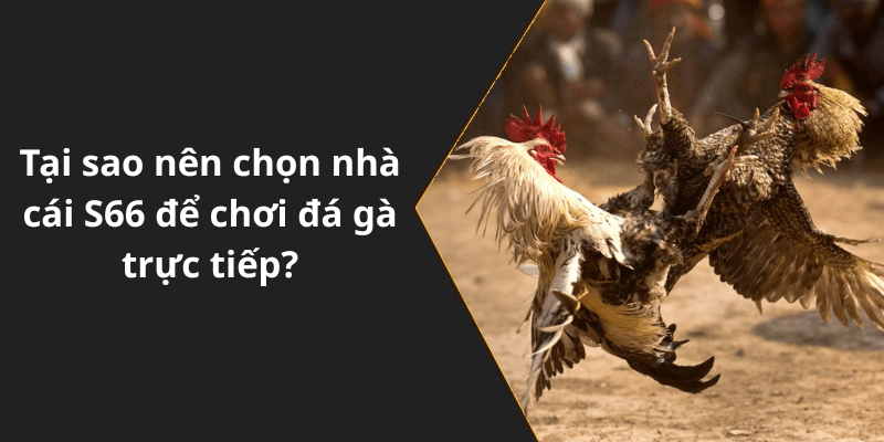 Tại sao nên chọn nhà cái S66 để chơi đá gà trực tiếp